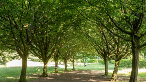 An avenue of hornbeam trees